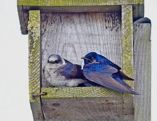 Purple Martin 04 by VJAnderson is licensed under CC BY-SA 4.0.